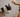How to Help a Stressed Dog: Gut Support + Desensitisation Training