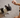 How to Help a Stressed Dog: Gut Support + Desensitisation Training
