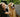 How to Find the Right Dog Breed for You and Your Family