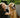 How to Find the Right Dog Breed for You and Your Family