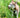 Why Does My Dog Eat Grass?