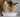 Why Wet Food Matters for Cats