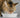 Why Wet Food Matters for Cats