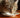 What Can Cats Eat? A Simple Guide for Cat Owners
