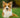 The Gut-Skin Connection: Can Gut Health Affect Itchy Skin in Dogs?