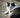 Why Is My Cat Overgrooming?